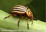 Colorado potato beetle adult