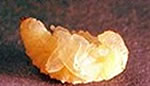 Black vine weevil larva