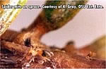 Spruce mites