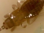 Thrips adult (2)