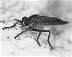 Beneficial robber fly