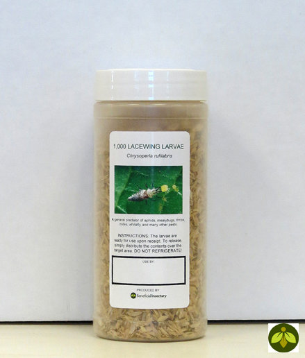 Green lacewing larval bottle