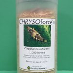 CHRYSOforce™ R - lacewing larvae in bottle (1,000)
