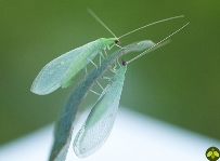 Green lacewing adults