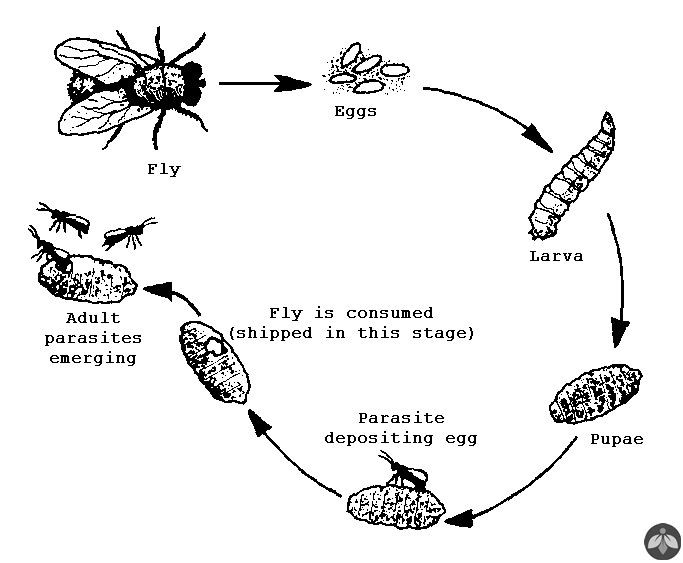Fly parasite Life Cycle