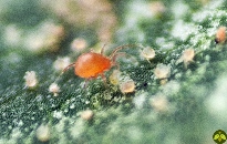<em>Phytoseiulus persimilis</em> for spider mite control