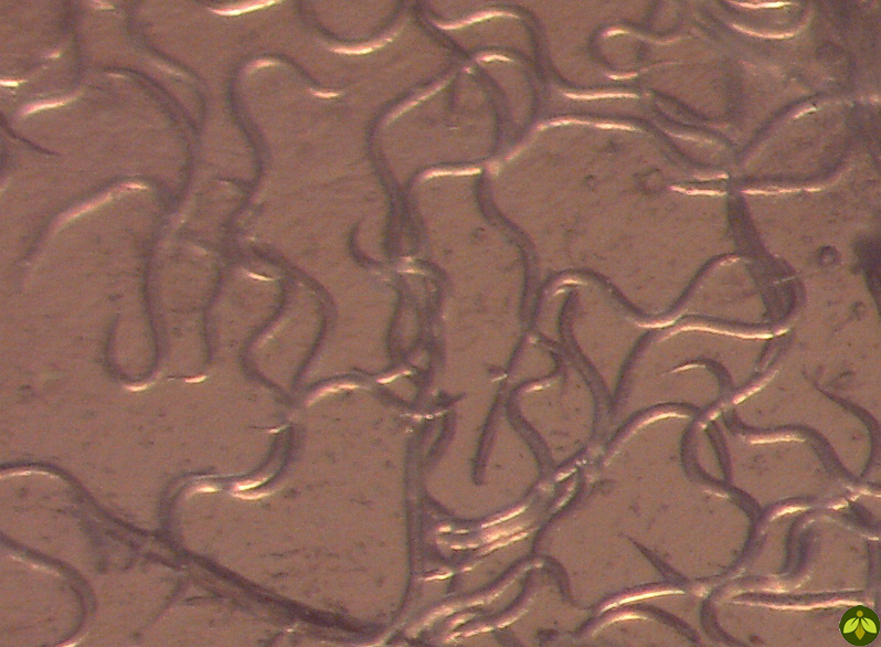 <em>Steinernema feltiae</em> nematodes