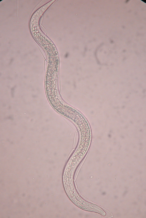 <em>Steinernema feltiae</em> nematode