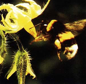 Bombus impatiens (Bumblebees)
