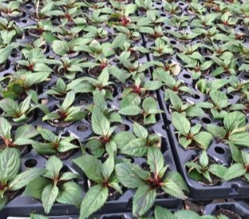 Rows of young green plants growing in black plastic trays in a greenhouse.