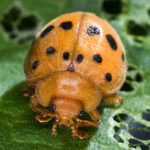 Mexican Bean Beetles