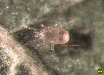 Neoseiulus (=Amblyseius) cucumeris