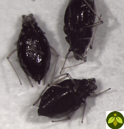 Close-up image of black aphids on a white surface with a green leaf logo in the corner.