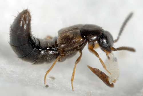 <em>Dalotia coriaria</em> adult. Sciarids and Shore Flies Control