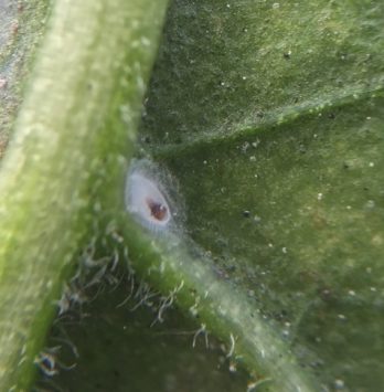 Close-up of a green leaf with a potential insect egg and tiny hair-like structures.