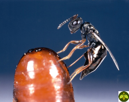 Fly parasite adult stabbing fly pupae