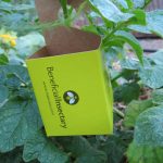 Yellow beneficial insectary card attached to tomato plant with foliage in the background.