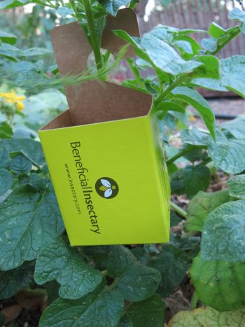 Yellow beneficial insectary card attached to tomato plant with foliage in the background.