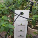 Biological pesticide sachet hanging on mint plants in a garden for natural pest control.