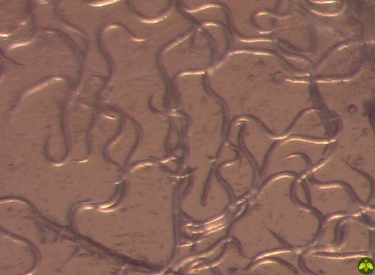 Steinernema F eltiae Beneficial Nematodes