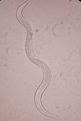 <em>Steinernema feltiae</em> nematode. Fungus Gnat Larvae Control