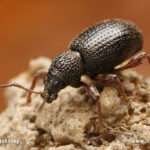 Strawberry Root Weevil