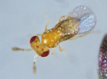 Parasitic wasp <em>Nasonia vitripennis</em> with red eyes and translucent wings viewed from above.