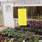 Yellow sticky trap hanging in a greenhouse with various potted plants on shelves.