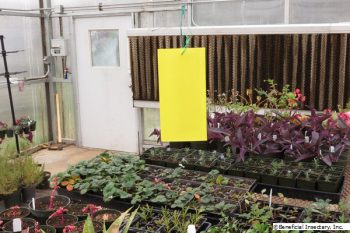 Yellow sticky trap hanging in a greenhouse with various potted plants on shelves.