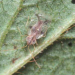 lace bug