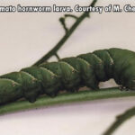 green tomato hornworm larva crawling on plant stem