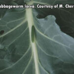 green cabbageworm larva resting on a cabbage leaf stem