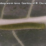 green cabbageworm larva on a cabbage leaf