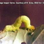 cabbage looper larva crawling on a leaf in close-up
