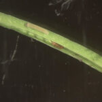 green plant stem showing insect damage and markings
