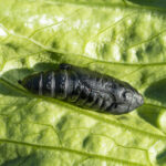 utworm