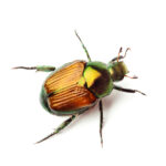 Japanese Beetle