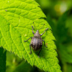 Curculio