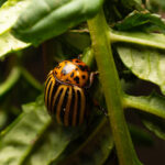 colorado potato bug