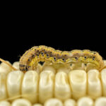 corn earworm