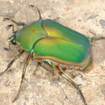 June Beetle