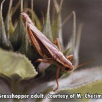 grasshopper