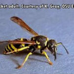 yellowjacket