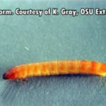 wireworm