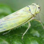 leafhopper