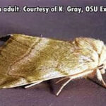 brown adult moth resting on dark textured surface