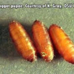  three reddish maggot pupae on green-textured surface 