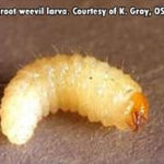 root weevil larva on brown textured surface