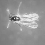 tiny winged insect with antennae in black and white