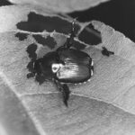 beetle on leaf visible feeding damage in black and white